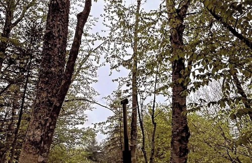 Hampstead Kabine | Secluded Lakefront Treetop Cabin with Nordic Spa