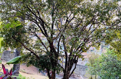 Pindorama Haus | Exclusive space with private pool and gourmet area Turtledove Retreat