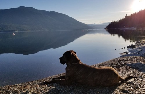 Salmon Arm Kabine | Glow, a canvas cottage with lake views and lake access. Glamping at its finest.