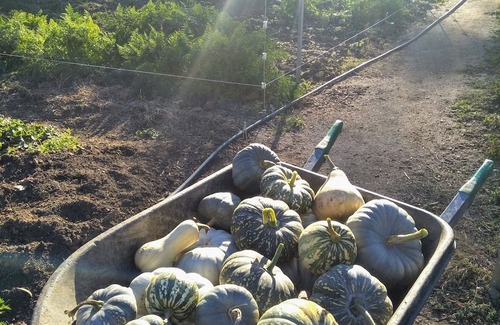 Metcalfe Haus | Unwind in a cosy bungalow in the midst of our organic permaculture mini-farm.