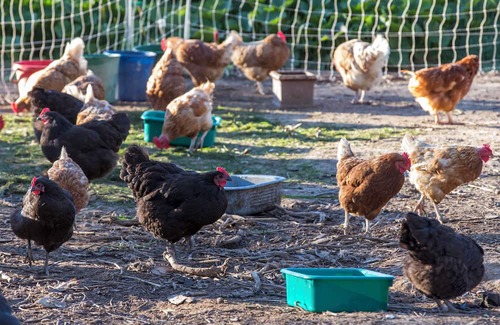 Metcalfe Haus | Unwind in a cosy bungalow in the midst of our organic permaculture mini-farm.
