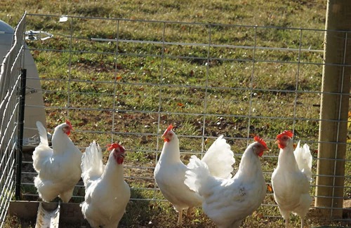 Fort Ritner Sonstige | Homestead Getaway