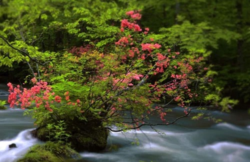 Towada Haus | SmokingJapanesestyle room 10 tatami no meals / Towada Aomori