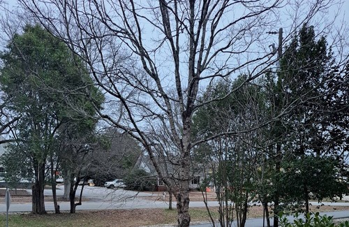 Hamilton Hütte | Aunt Stella's Cottage in downtown Hamilton just 10 miles from Callaway Gardens