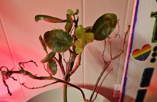 North Little Rock Haus | Quiet, in-law quarters meets studio apartment, tucked away yet near everything