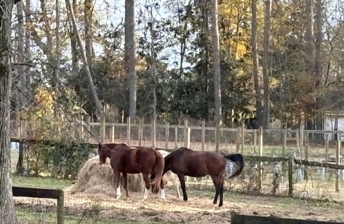 Cumming Haus | Modern elegance in midst of nature, shopping and entertainment