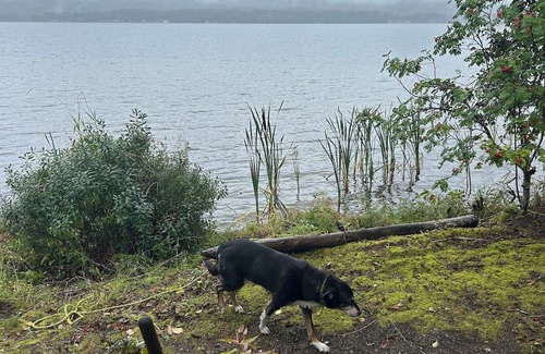 Lakelse Kabine | Cozy Semi-Off Grid waterfront Cottage with spacious property - Pet Friendly