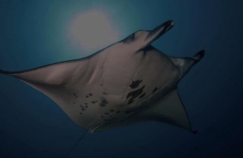 Dhonfanu Haus | 4-bedroom house in charming Baa Atoll with AC, WiFi