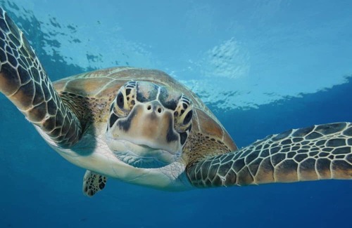 Dhonfanu Haus | 4-bedroom house in charming Baa Atoll with AC, WiFi