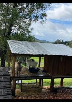 Tallebudgera Valley Sonstige | 1332 Tally