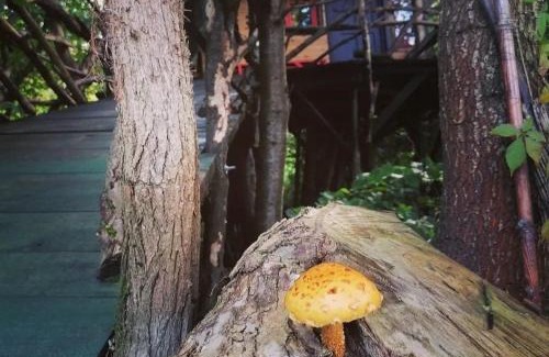 Cluj-Napoca Sonstige | Forest TreeHouse