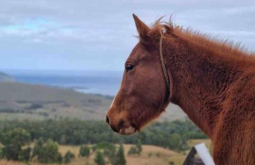 Hanga Roa Haus | Terevaka Lodge