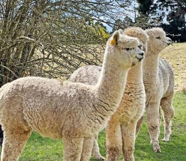 Romsey Haus | 'Hawthorn Park' Farm Homestead in Macedon Ranges