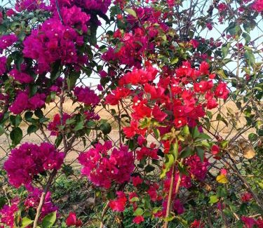 Nashik Haus | Delightful Champa - A farmstay