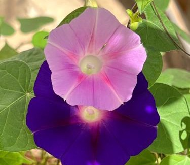 Naperville Haus | B2 A private room in Naperville downtown with desk and Wi-Fi near everything