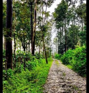 Somvarpet Haus | BnBBuddy Sundaraya Cottage Farms @ Coorg