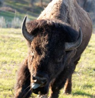 South Park Skihütte | Ski Jackson Hole, Yellowstone access, Indoor jacuzzi, remodeled kitchen n baths.