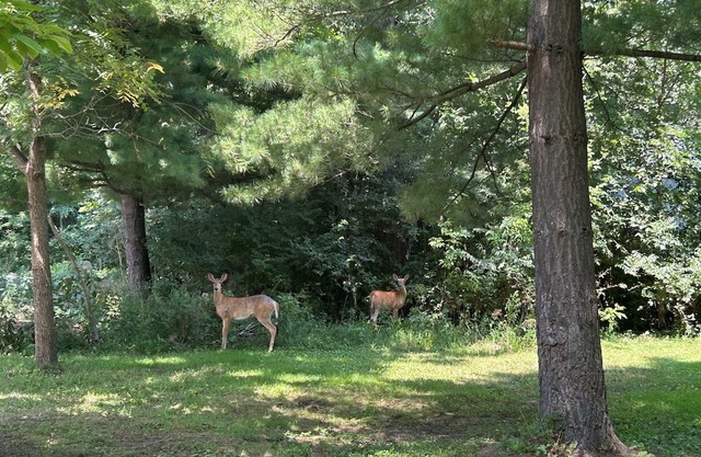 Wooded Pickleball Retreat, Wildlife Viewing, Hot Tub, Fire Table, Pet Friendly