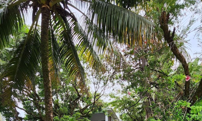Forest Home Wohnung | Our Sea Garden Suite faces the Caribbean and awaits you