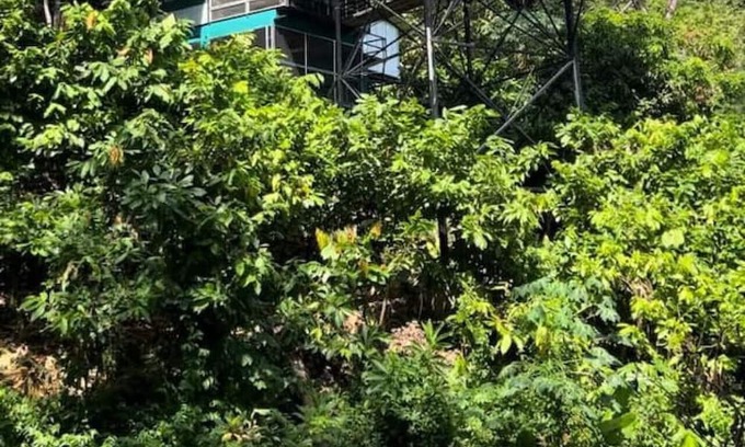Parrita Haus | Experience nature,amidst nearly 900 tropical cacao trees!