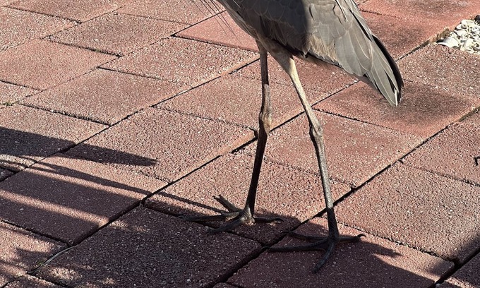 Punta Gorda Haus | Punta Gorda Mobil home w/enclosed lanai Steps from pool/club house. Dog friendly