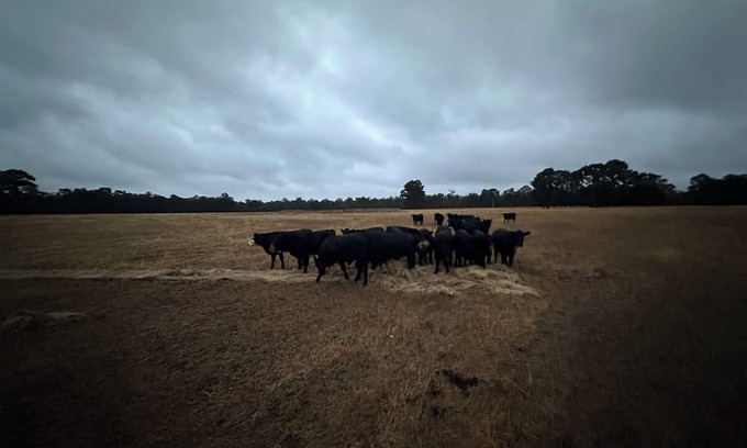 Catterick Sonstige | Catterick Farm ~ a farm in the forest