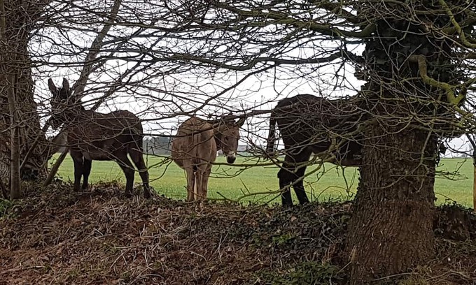 Brehan Haus | Ty Bihânes welcomes you to a peaceful setting in the heart of the countryside, surrounded by donkeys.