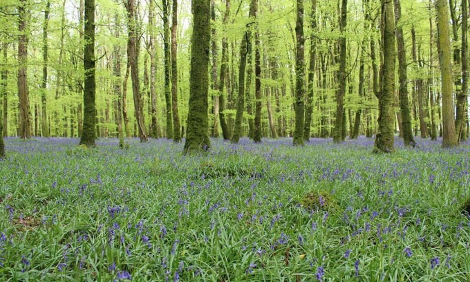 Ballyfarnon Haus | Kilronan Castle 4 Bedroom House on the Castle Grounds