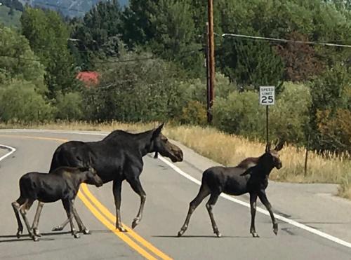 South Park Skihütte | Ski Jackson Hole, Yellowstone access, Indoor jacuzzi, remodeled kitchen n baths.